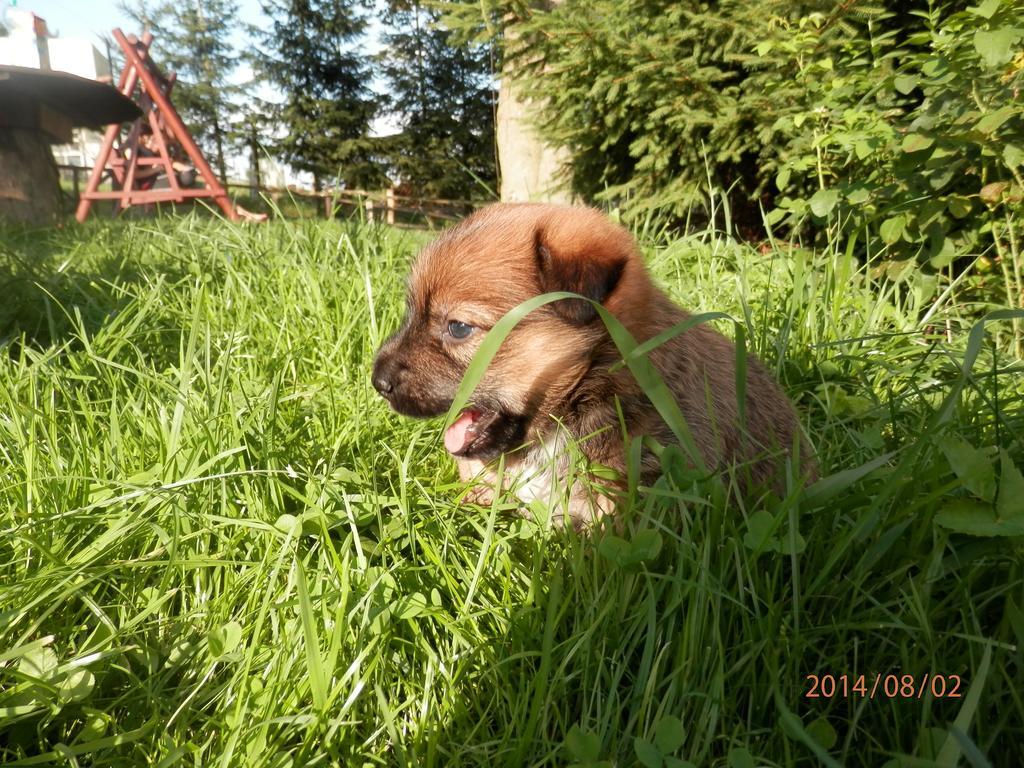 Zagroda Agroturystyczna Wiecha Mieroszow ภายนอก รูปภาพ